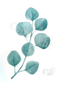 Eucalyptus Botanical 2